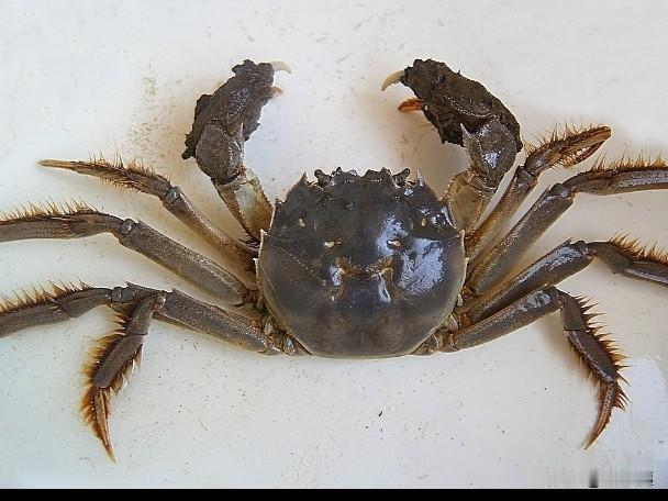 饭店里的螃蟹和虾这两种海鲜，你还敢食用吗？不想不知道，一想吓一跳！螃蟹和虾这