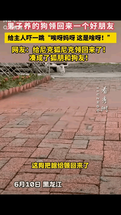 狗是真没数出门一趟没打招呼领回个披红毛的野物主人站在门口愣住话都
