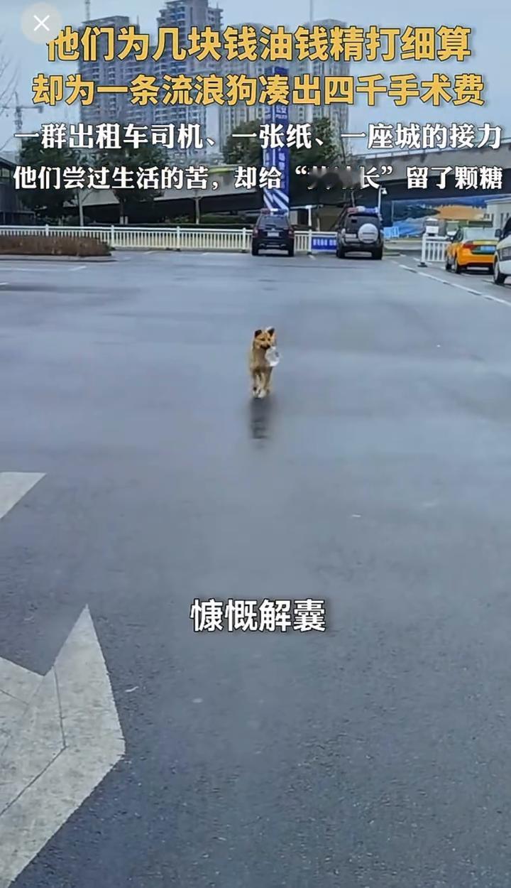 他们为几块钱油钱精打细算，却为一条流浪狗凑出四千手术费。47位为几块油钱精打细