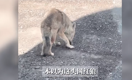 “这下后悔了吧！”新疆苦牙克，一男子在国道上骑行时，突然遇到了一只独狼，男子以为