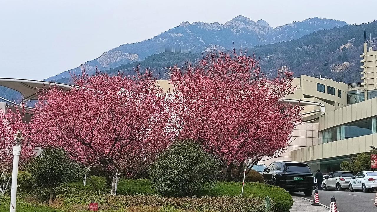 泰山红梅花儿开(随拍，随笔)春风吹绿了泰山，泰山红梅花儿开。看泰山山上山下，