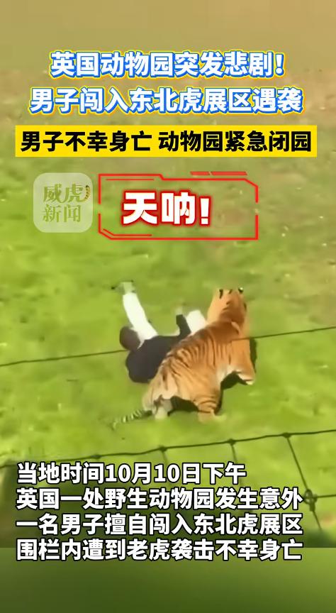 这年月还真有不要命的一个大活人翻进老虎园，当着满场游客的面跟东北虎对峙，还伸手指