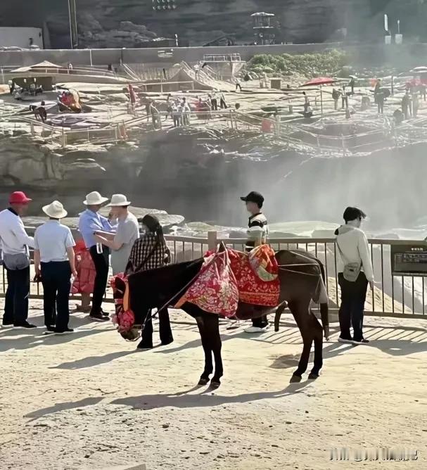 黄河景区遭到了游客的投诉，理由是景区的骡子存在不雅表现，景区表示一百个不乐意
