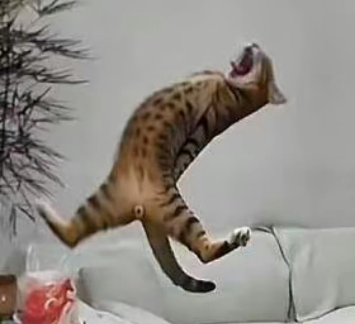 原来动画片都是真的
