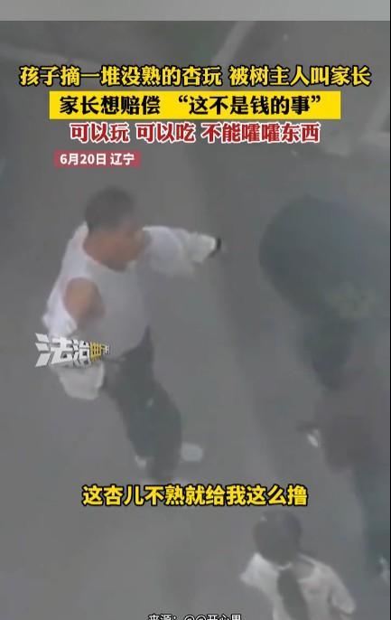 #孩子摘没熟的杏玩被树主人叫家长#确实看着非常可惜，杏子还没长熟根本不能吃，孩子