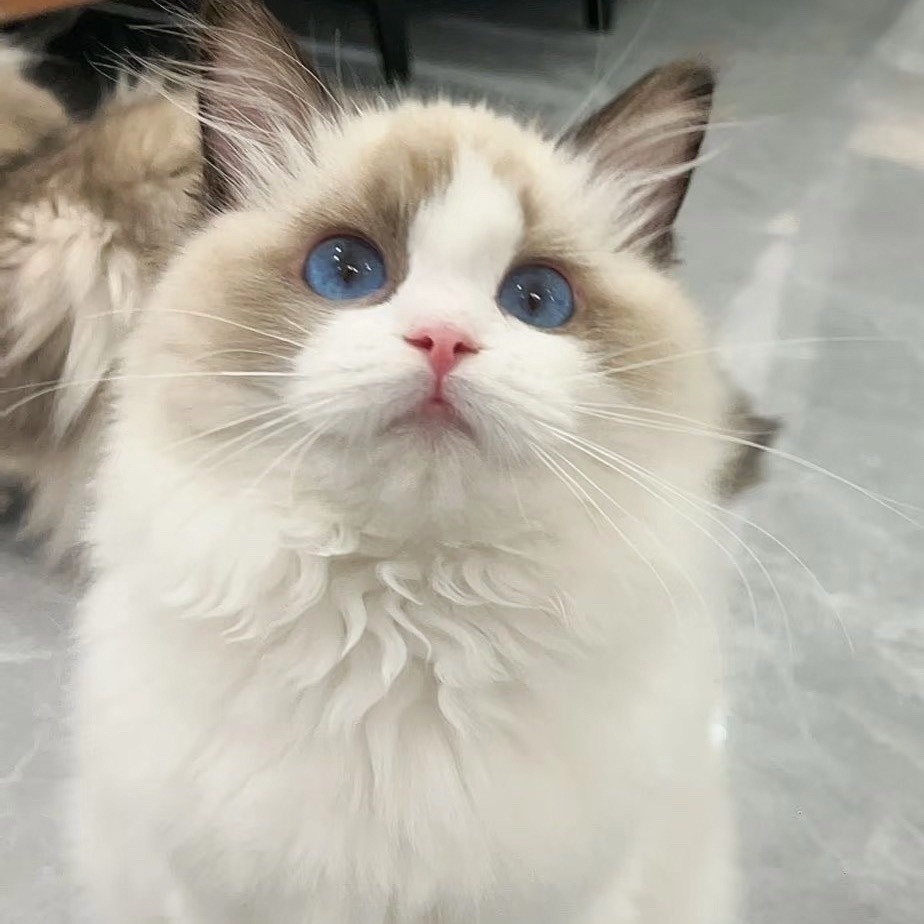 小猫咪，小女孩🤤