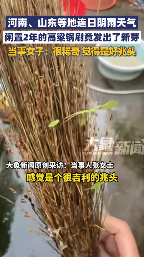 “活久见！”10月16日，山东临沂，一女子家中的闲置两年的饭帚，经历连日阴雨天后