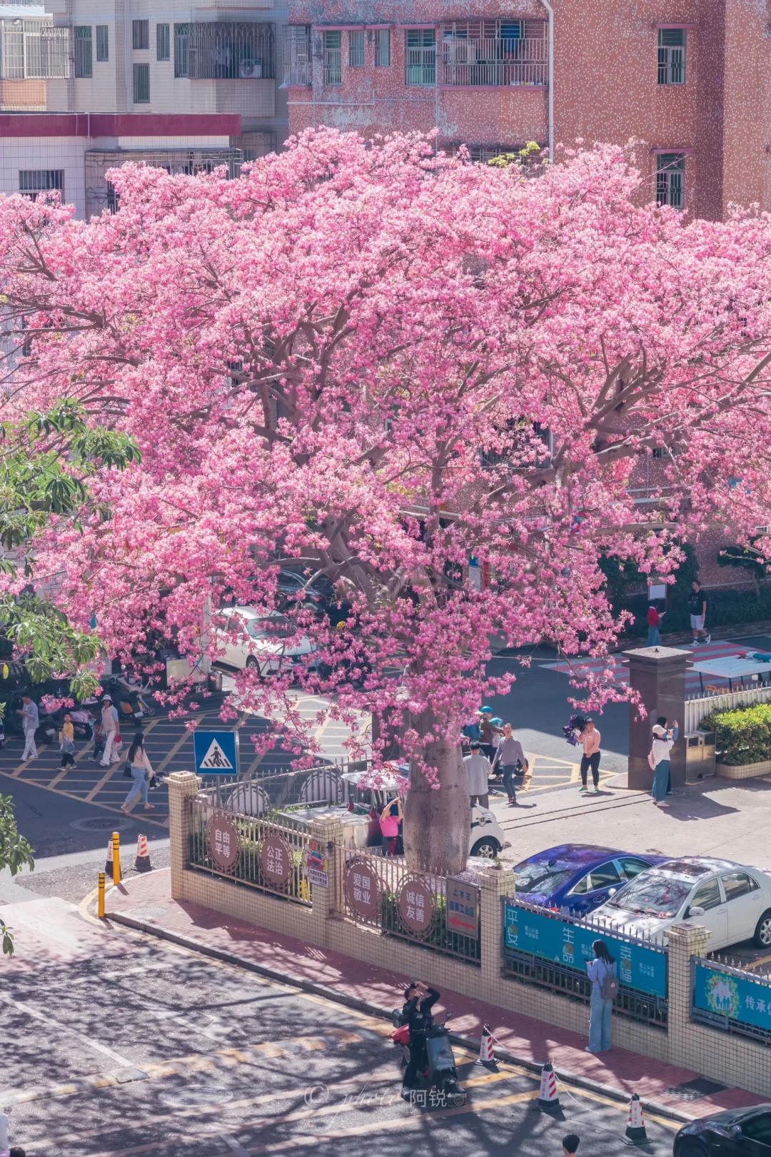 深圳异木棉 🌸 你会因为一棵树而驻足吗