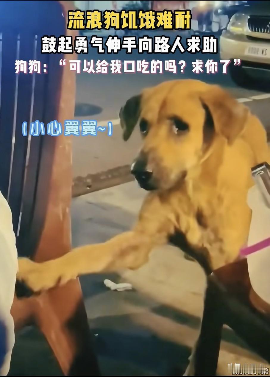 泪目了！这天夜里一位小姐姐和朋友在一个夜宵摊吃夜宵，结果几人吃的正欢的时候，一只