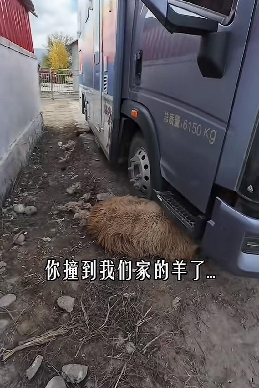 新疆布尔津县，女子自驾游撞到了牧民的羊，牧民上前查看时没有多说话，反而让其带上羊