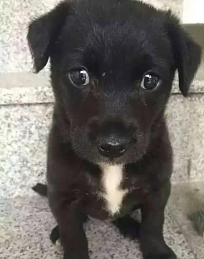 老家来了一只小流浪狗，是一只黑色的中华田园犬。它是从供鸡进出的洞眼进来的，躲在