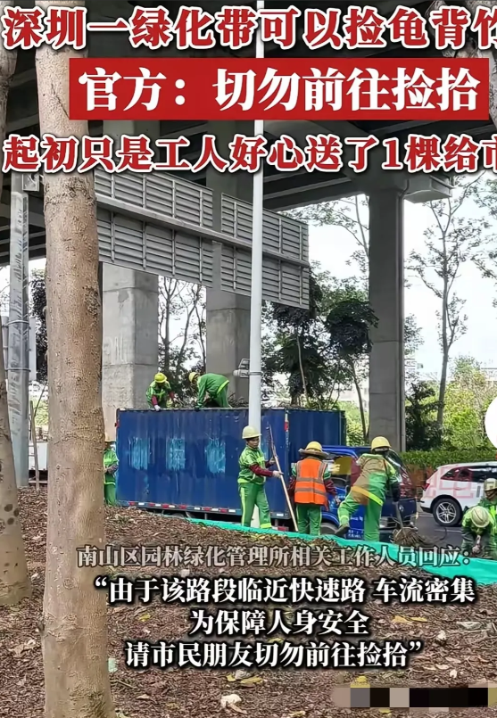 深圳一男子下班回家路上看到绿化带的工作人员在修剪龟背竹，就上前询问能不能要几株，