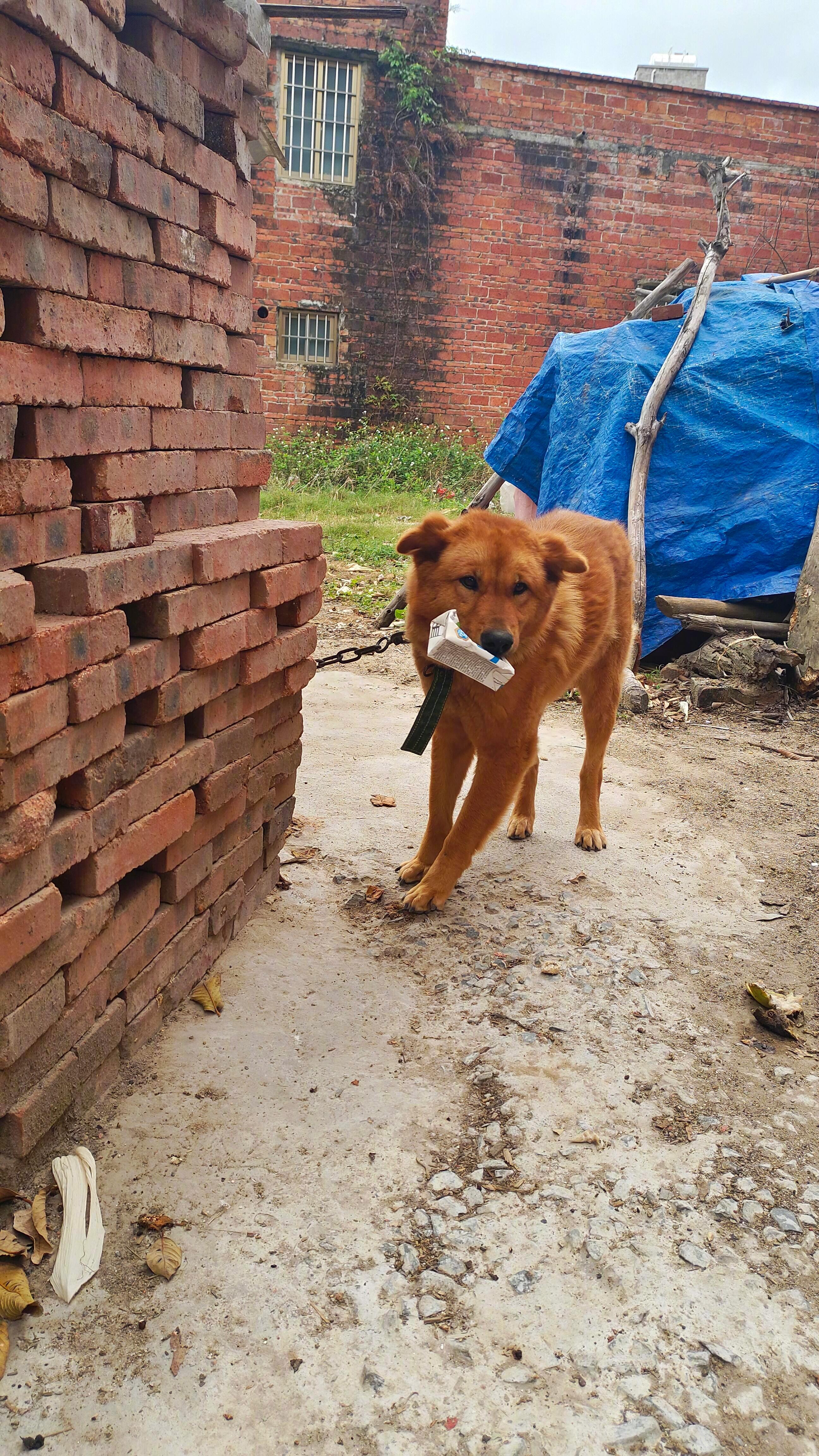 小狗每次见我嘴里总叼着东西