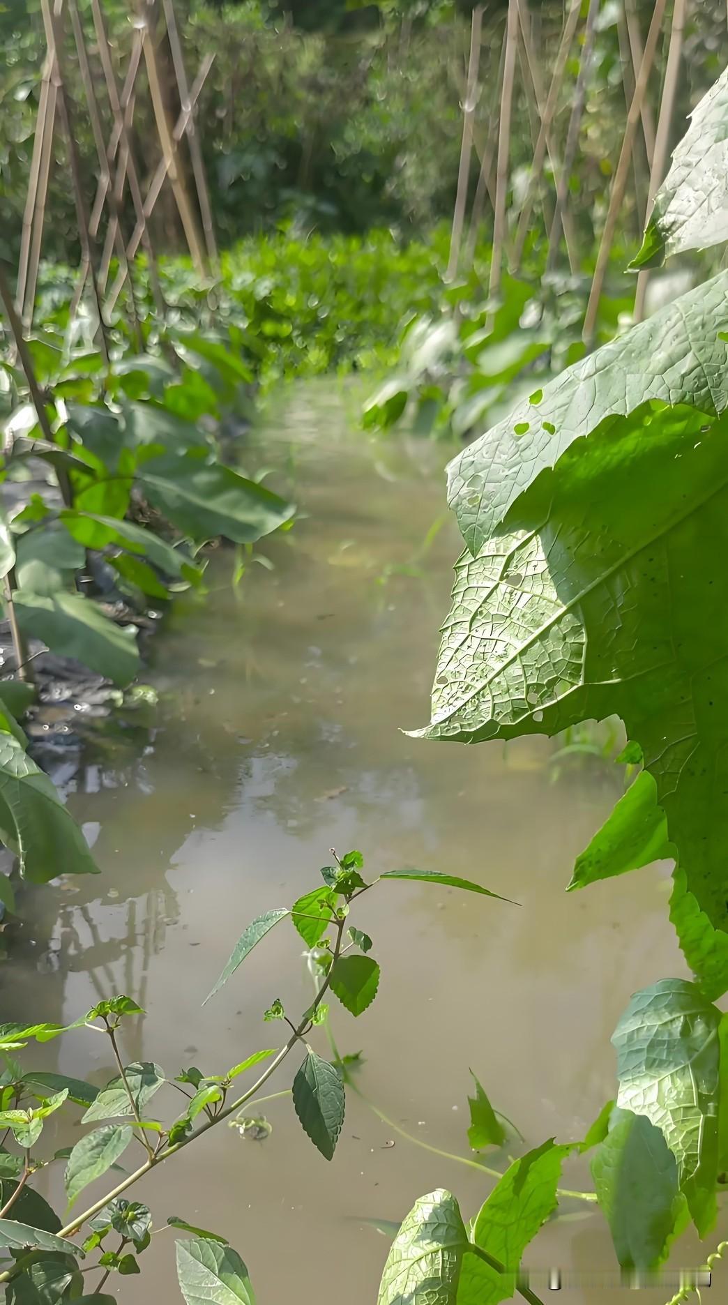 连续阴雨天种菜口诀，简单好记：-提前看天早准备​-雨天不整枝、不采