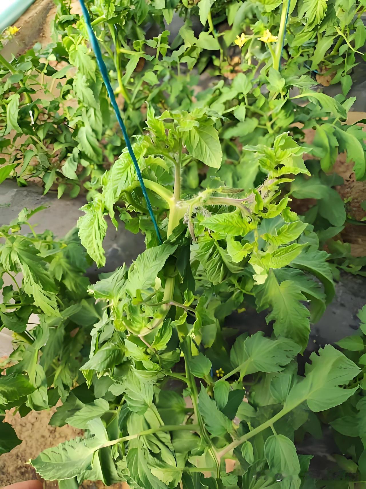 种西红柿肥大危害比缺肥还严重，教你一眼识别+轻松解决不少花友种西红柿，一见
