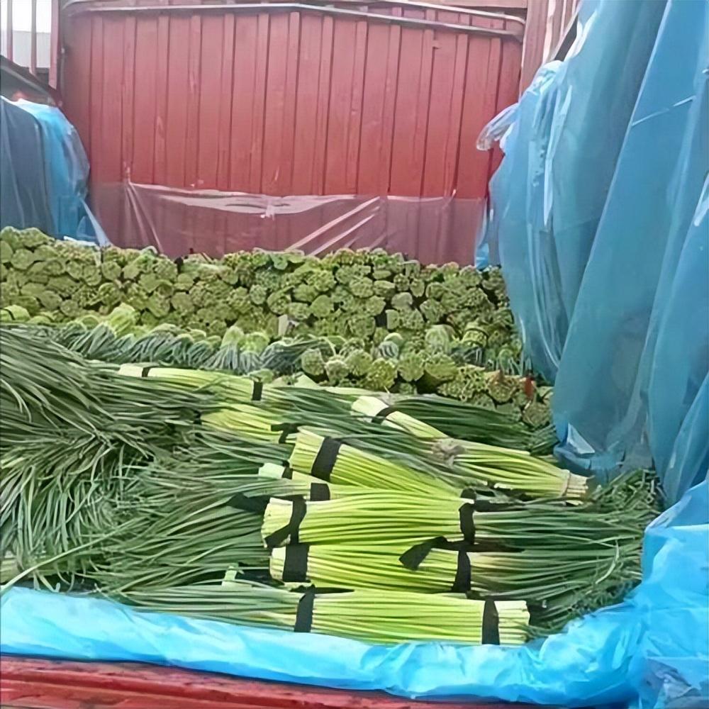 去年还能卖到1块多一斤的河南蒜薹，今年竟跌破1毛一斤，成堆的蒜薹在烈日下腐烂变质