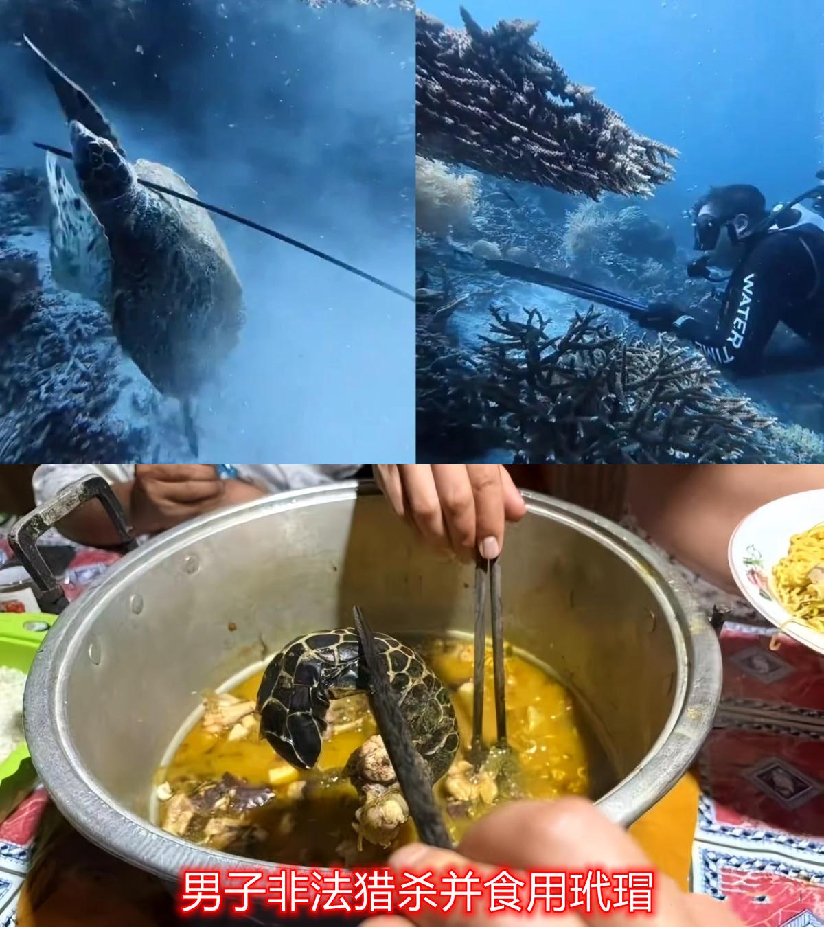 最近有中国男子涉嫌在印尼猎杀玳瑁并烹饪的新闻，这种人真是丢人丢到国外去了，估计在