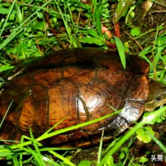 赶紧上交！湖北市民河边捡到1只，拍照一查，竟是国宝“石金钱”这可不是什么普通