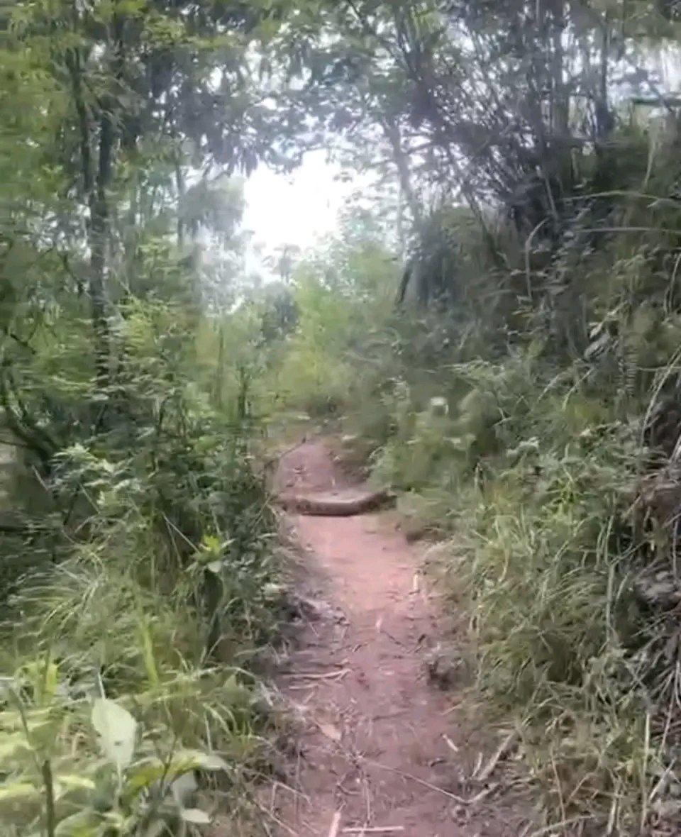 网友龙泉山偶遇巨蛇官方称是王锦蛇，成都市野外体型最大的蛇之一这条王锦蛇的出现可