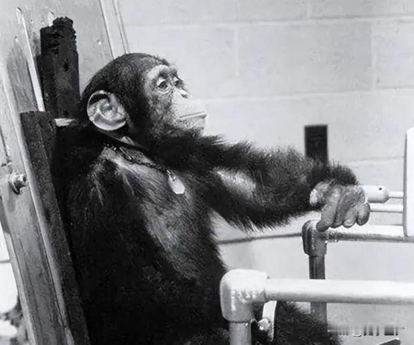 1961年，美国把一只猩猩送上了太空，虽然它活着回来了，但是科学家吃惊地发现，