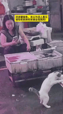 一只流浪猫蹑手蹑脚的来到一个卖鱼的摊位前偷鱼吃，它自以为神不知鬼不觉，其实早被女