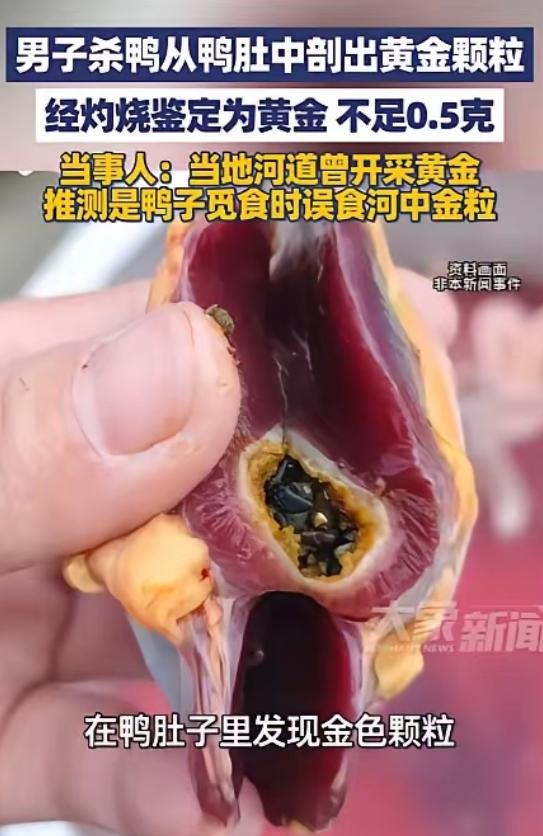 意外之喜！2026年2月，湖南邵阳，一男子过年时杀鸭来吃，不料在处理鸭子时，竟从