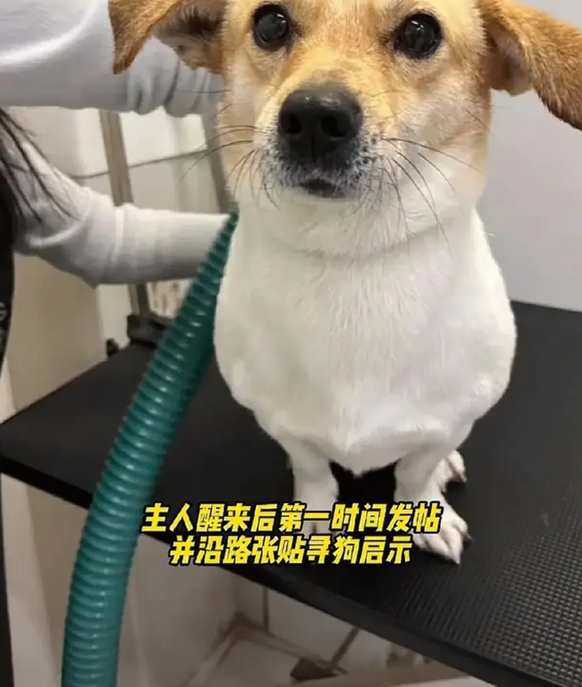 太暖心了！6月24日，山东青岛一女孩遛狗时发生车祸昏迷，被救护车拉走后狗狗追救护