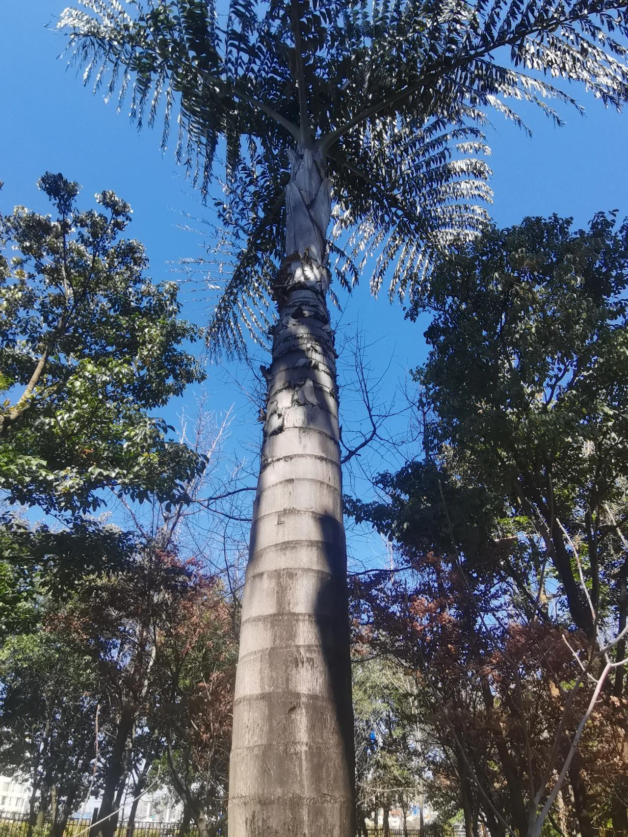 有谁知识这棵是什么树，叶子都有三米多长，应该是传说中的叶子能砸死人的树，树干挺粗