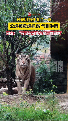 “解释不清了！”河南郑州，一景区下起了大雨，游客正准备离开，却发现一只公虎站在雨
