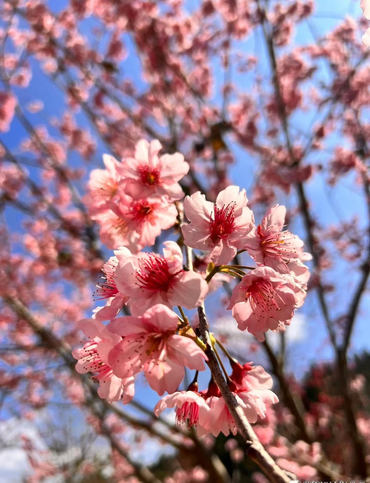 美国专家警告：中国春晚机器人表演，是北京给华盛顿发出一个强烈的信号​据印尼媒体
