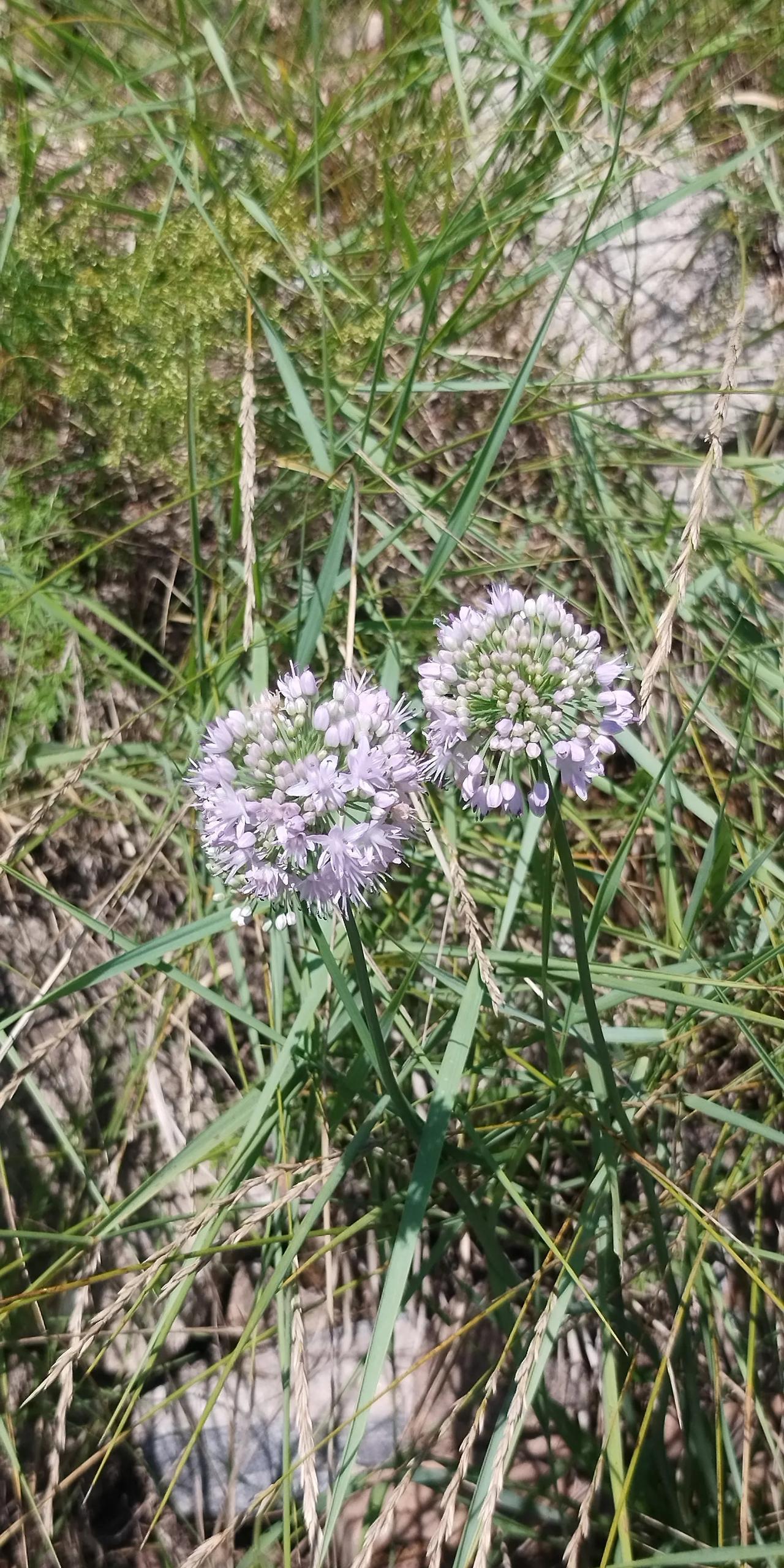 你认识这野花朵吗？#野花植物##山野花##野花#