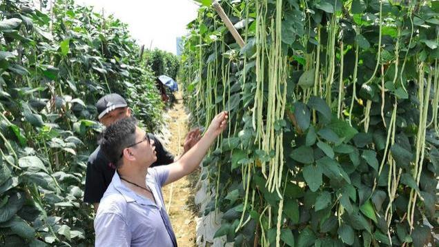 种植黄瓜、番茄、豆角等蔬菜, 不可缺少三肥, 能不能高产就在这