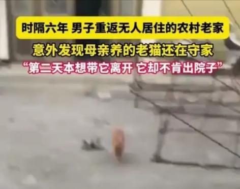 六年空院，一只猫守了整个青春推开那扇生满锈迹的铁门时，陈峰甚至不敢相信自己