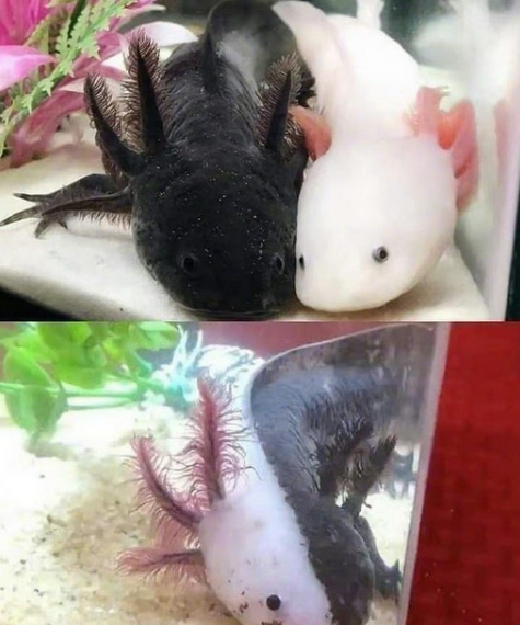 还好人类不是这样……