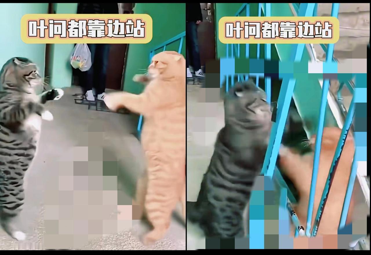谁懂啊！狸花猫这出拳速度简直颠覆认知，比武侠片里的招式还离谱！