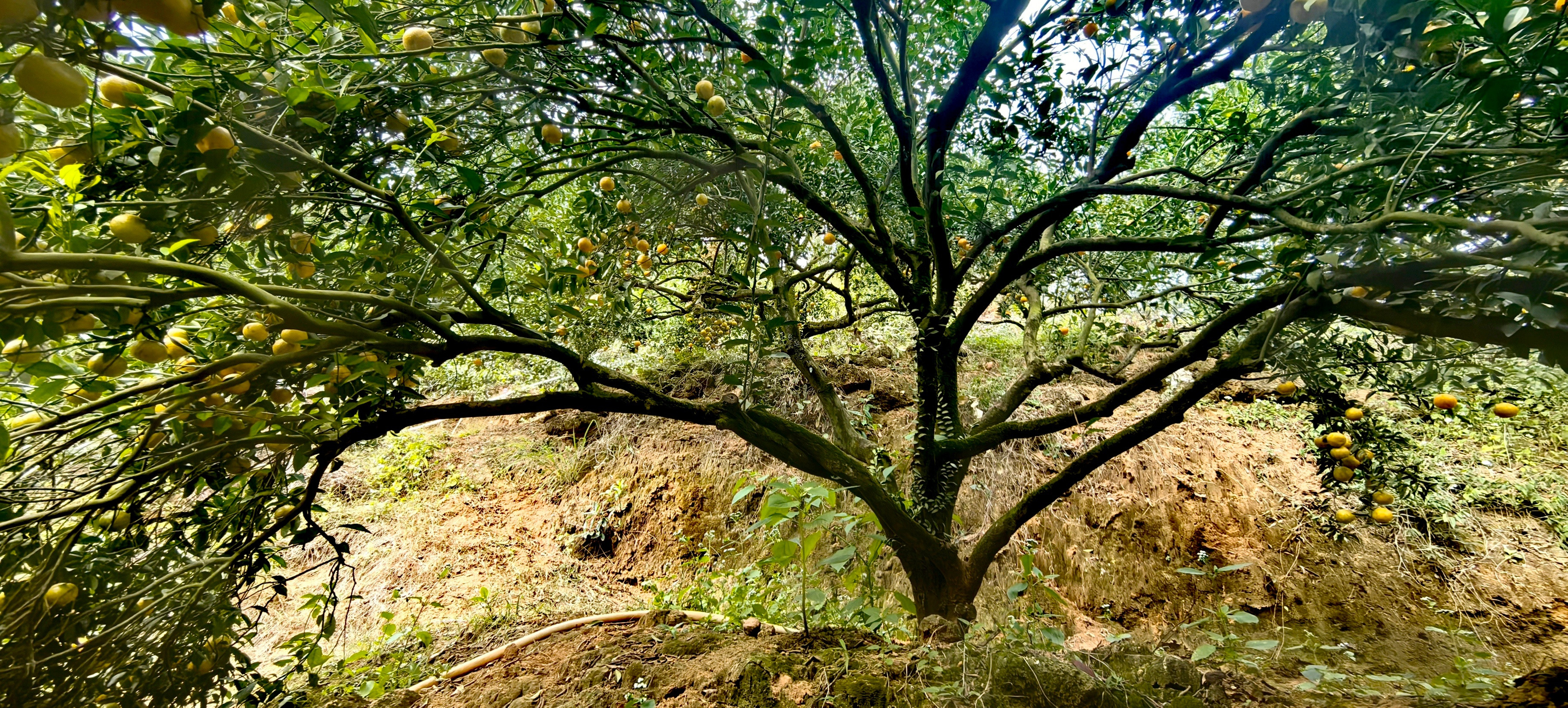 浦北陈皮老树富硒土壤富硒，可提升关键活性成分含量：富硒土壤中生长的茶枝柑（陈皮