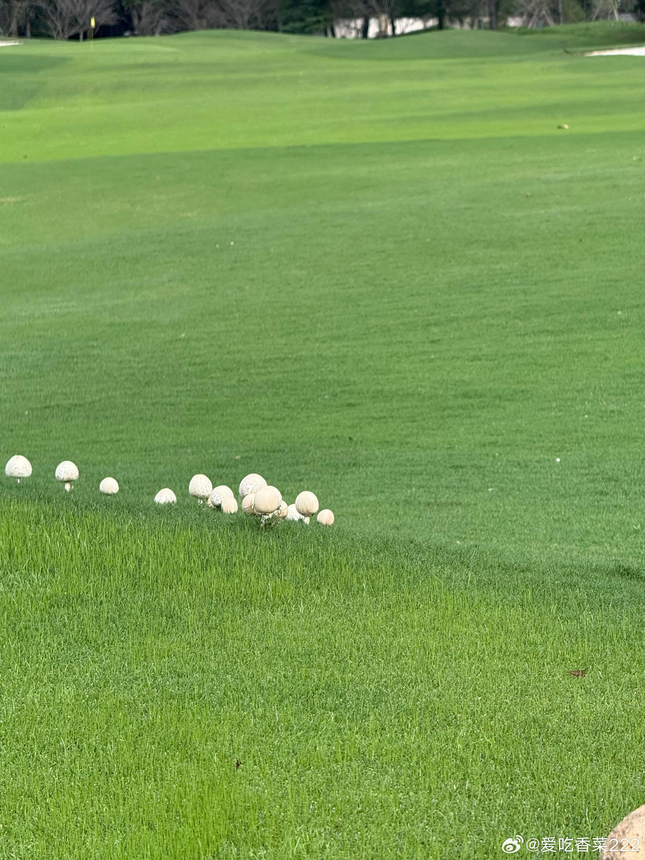 程潇🍠更新打高尔夫日常⛳️今日的体育生潇～​​​