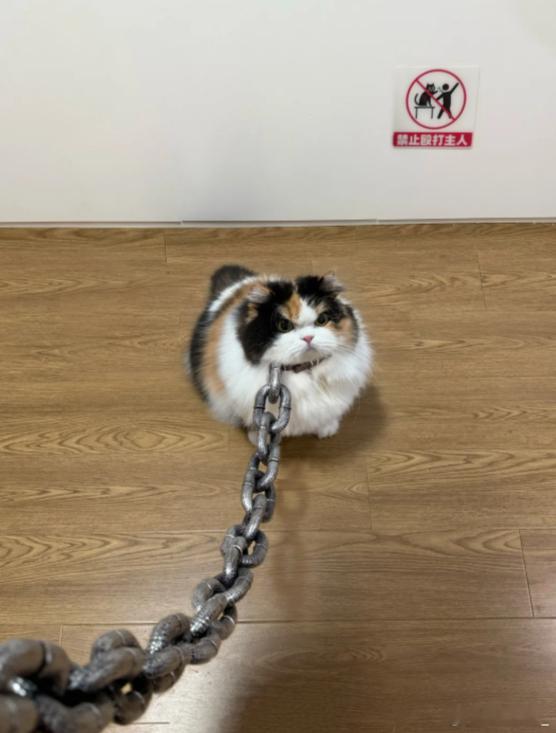 不要可怜任何一只被栓起来的猫小猫开爱心车把高考生送进网吧小猫过马路肘击老头小