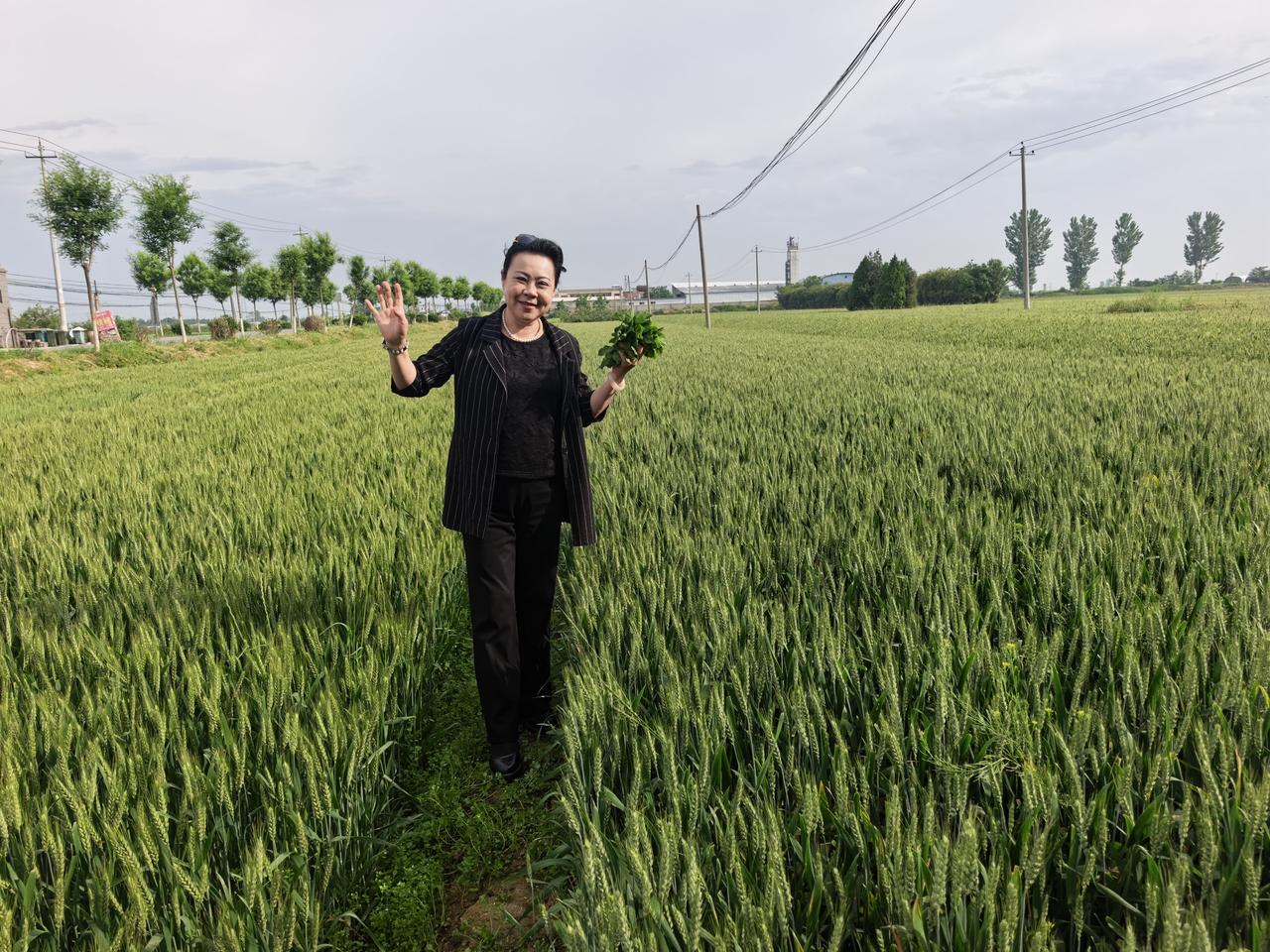 小满咧，关中故乡的麦子正在灌浆！喜鹊在绿柳树梢头叫唤得欢实呢，月亮明晃晃地悬