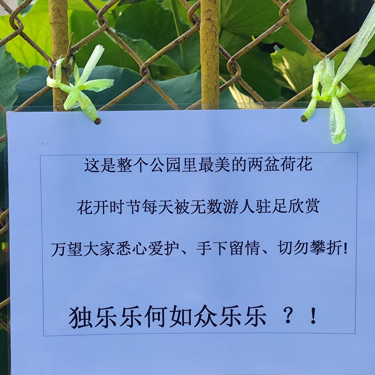 小告示每天都路过，没想到这两盆超级大的盆养荷花还是宝贝。刚有小花苞，花未开，