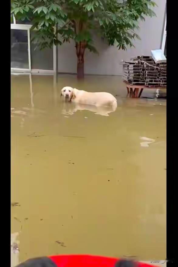 一只狗狗的家发生了洪灾,它被困在了院子里,一直泡在水里,它不愿意离开,也不敢离开