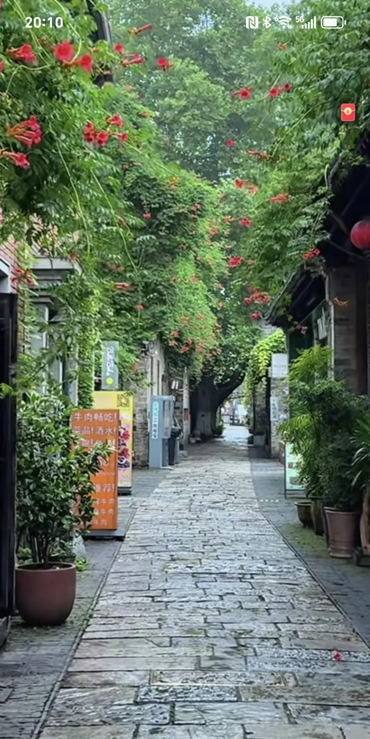 一般的农村婆婆去城里给儿子带完了孩子，就会回到乡下过养鸡种菜的农村生活，我有个堂