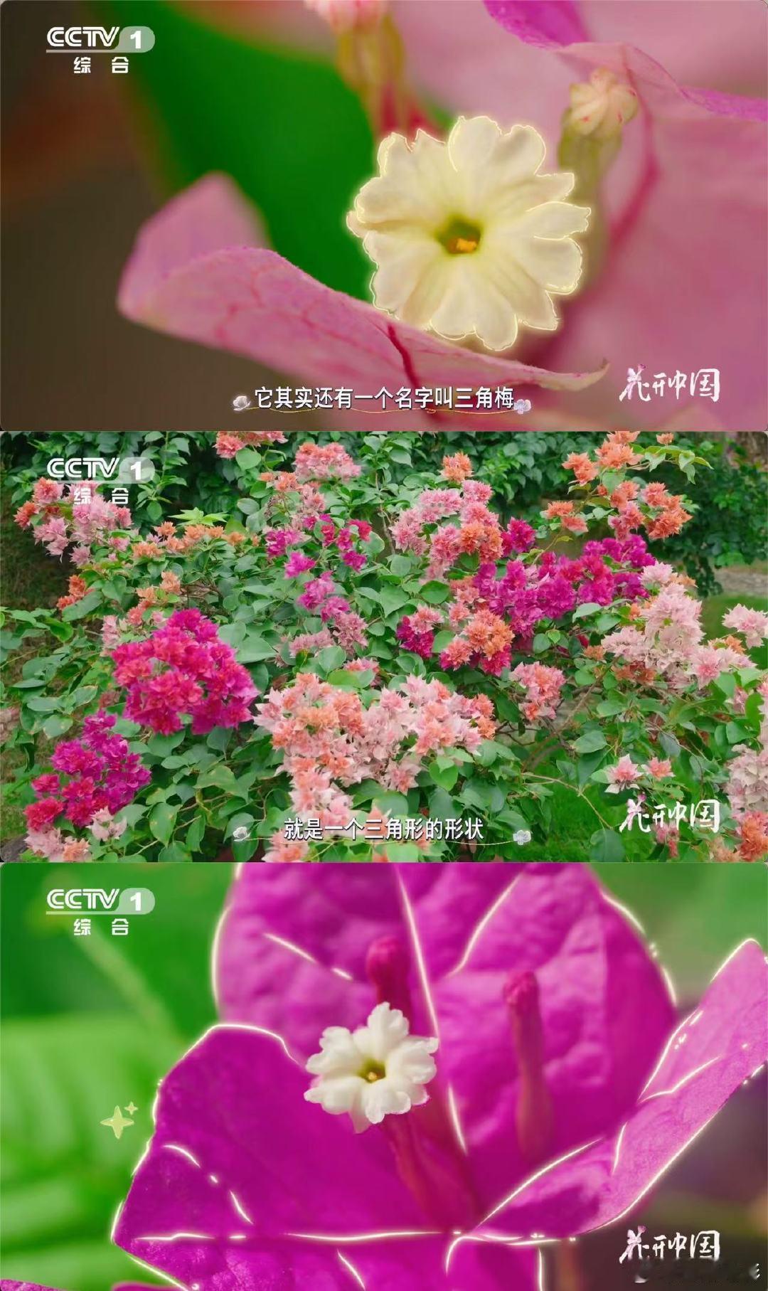 以为是花其实是五颜六色的叶子从刺里开出的花花开中国谁能想到三角梅的娇艳是彩叶的