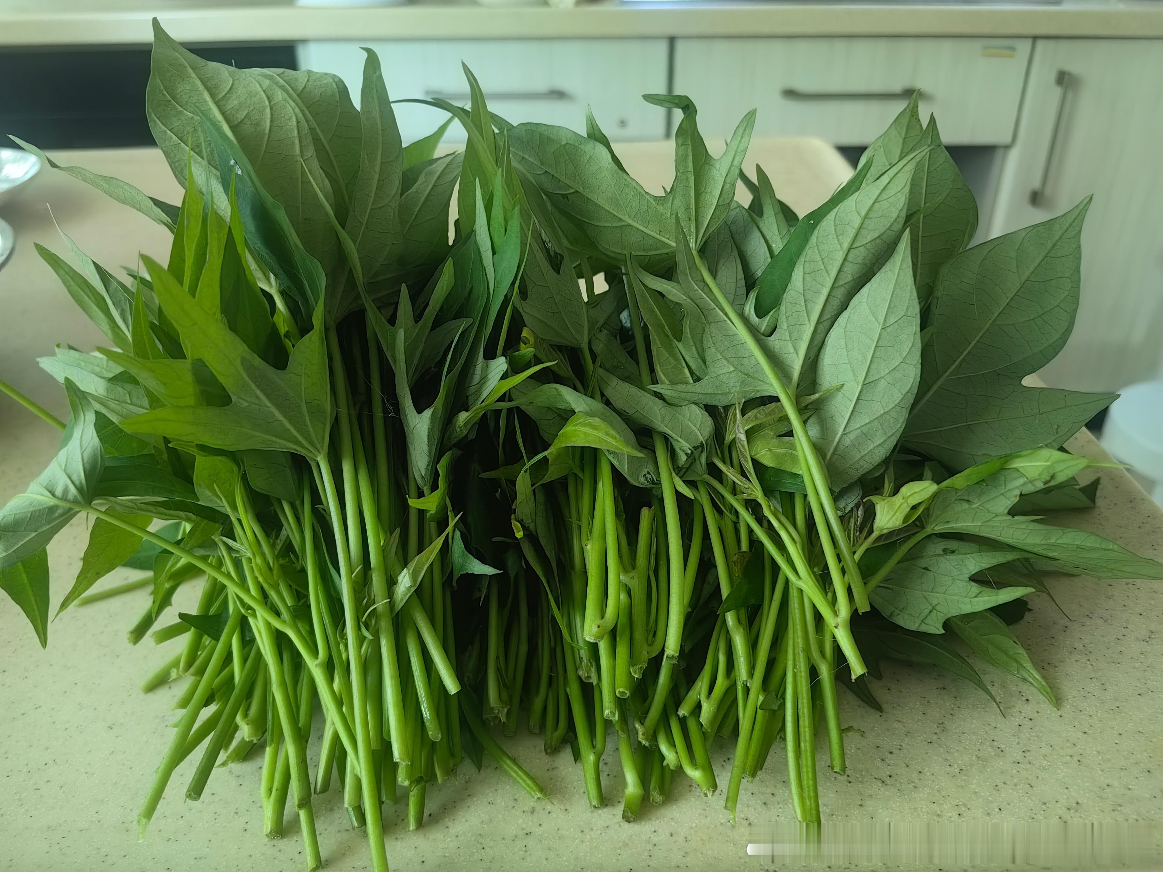 很快就有番茄茄子吃了主打一个听妈妈的话出太阳就浇水阴天下雨放任自由生长小菜园全