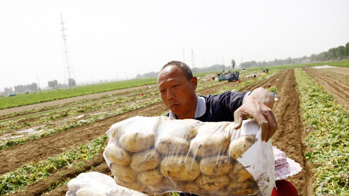 稳抓土豆高产四大核心, 轻松告别低产量