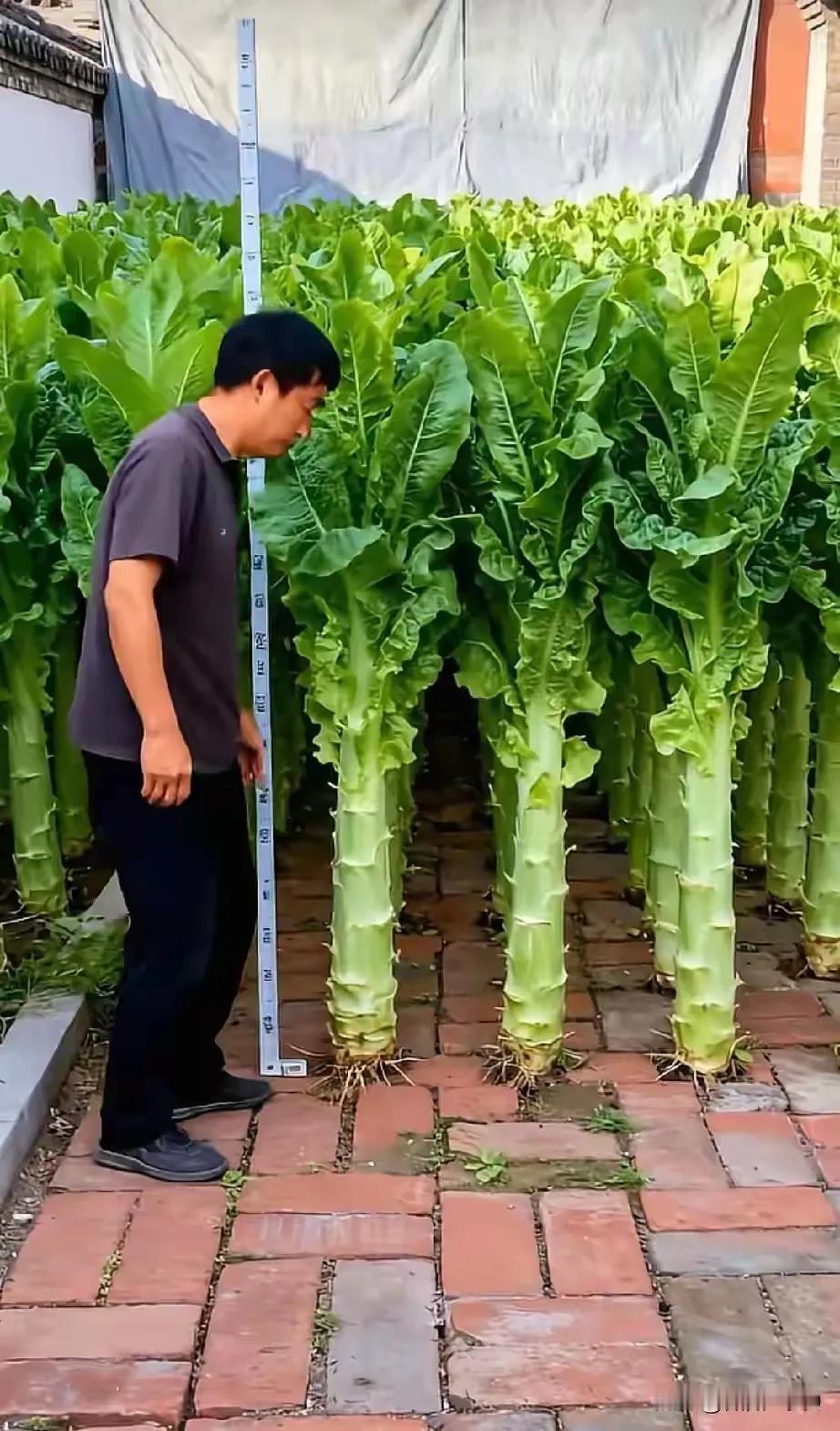 真的有这么大的莴笋吗，再长大一点，可以盖房子了。