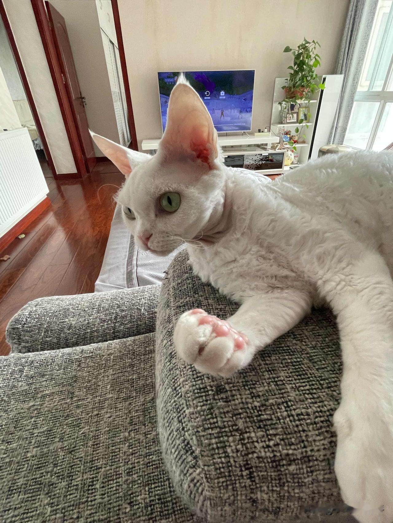 我家小猫咪吃饱了，随意找了一个自己喜欢的地方，躺下，添爪子，准备睡觉。