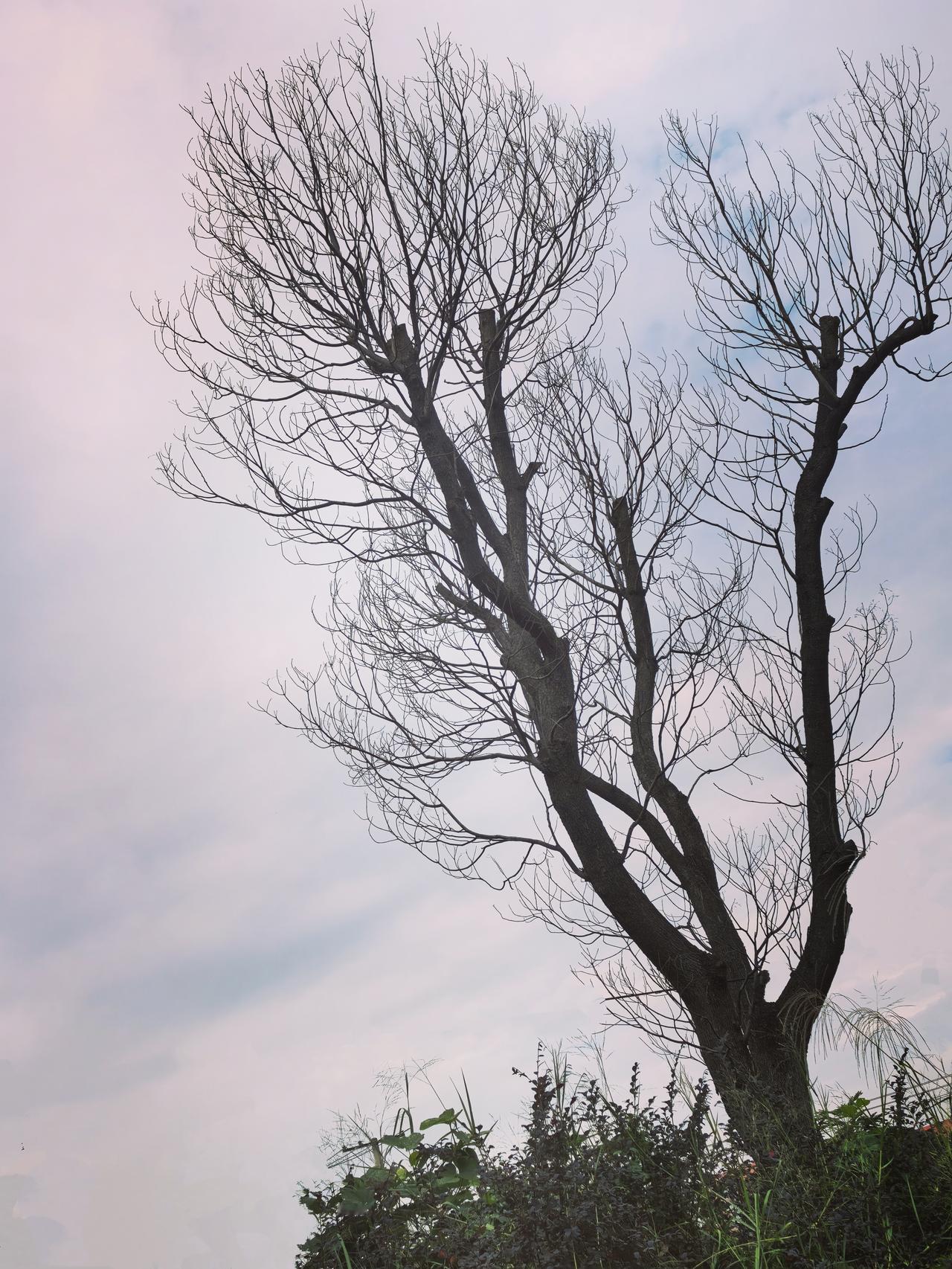微文：丈母娘出招一大早，丈母娘给妻子打电话说，这几天一直睡不着，想你了，过来住