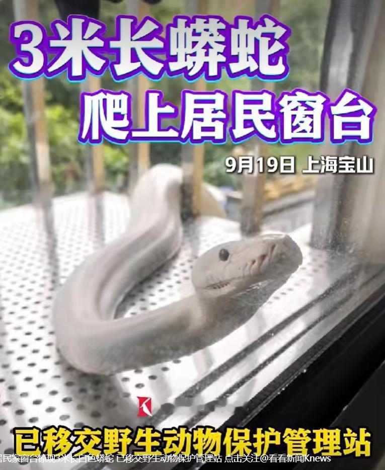 9月20日，看看新闻报道，上海宝山小区内一名住户遭遇惊险一幕，拉开窗帘就看