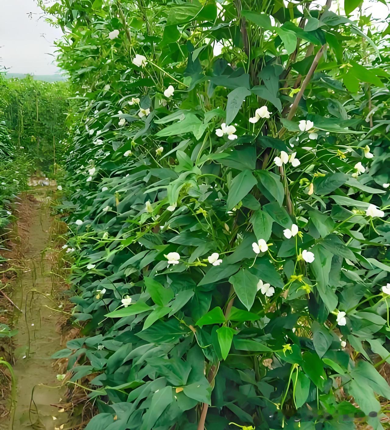 豆角爬满架后，这样管理追肥，结得又多又长！新菜友种豆角，爬满架后别不管！做